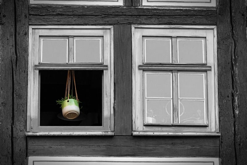 Windowsill Plants