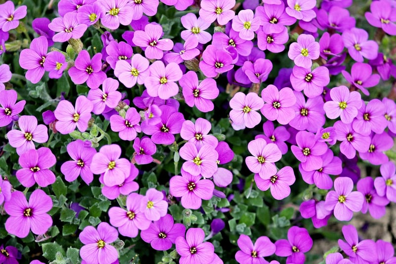 Garden with flowers