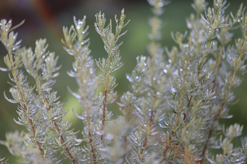 Herbs on windowsill