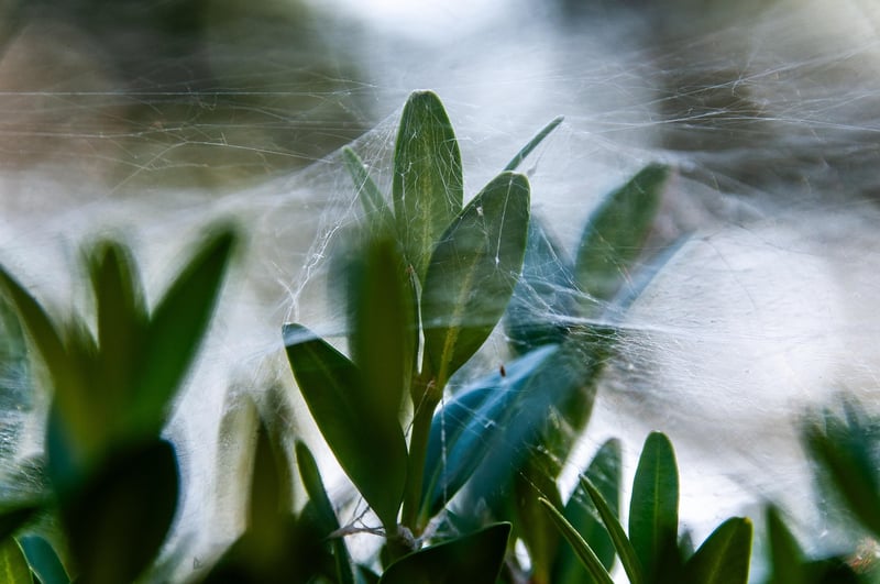 Spider plant on windowsill