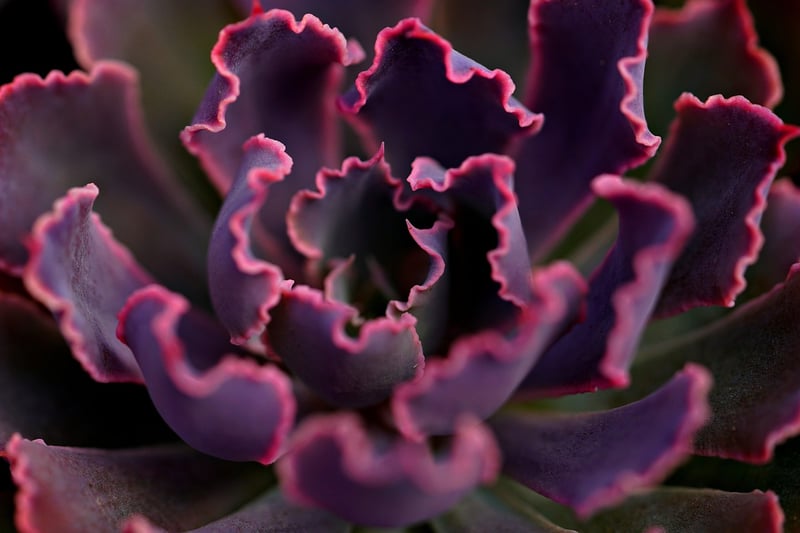 Succulents on windowsill